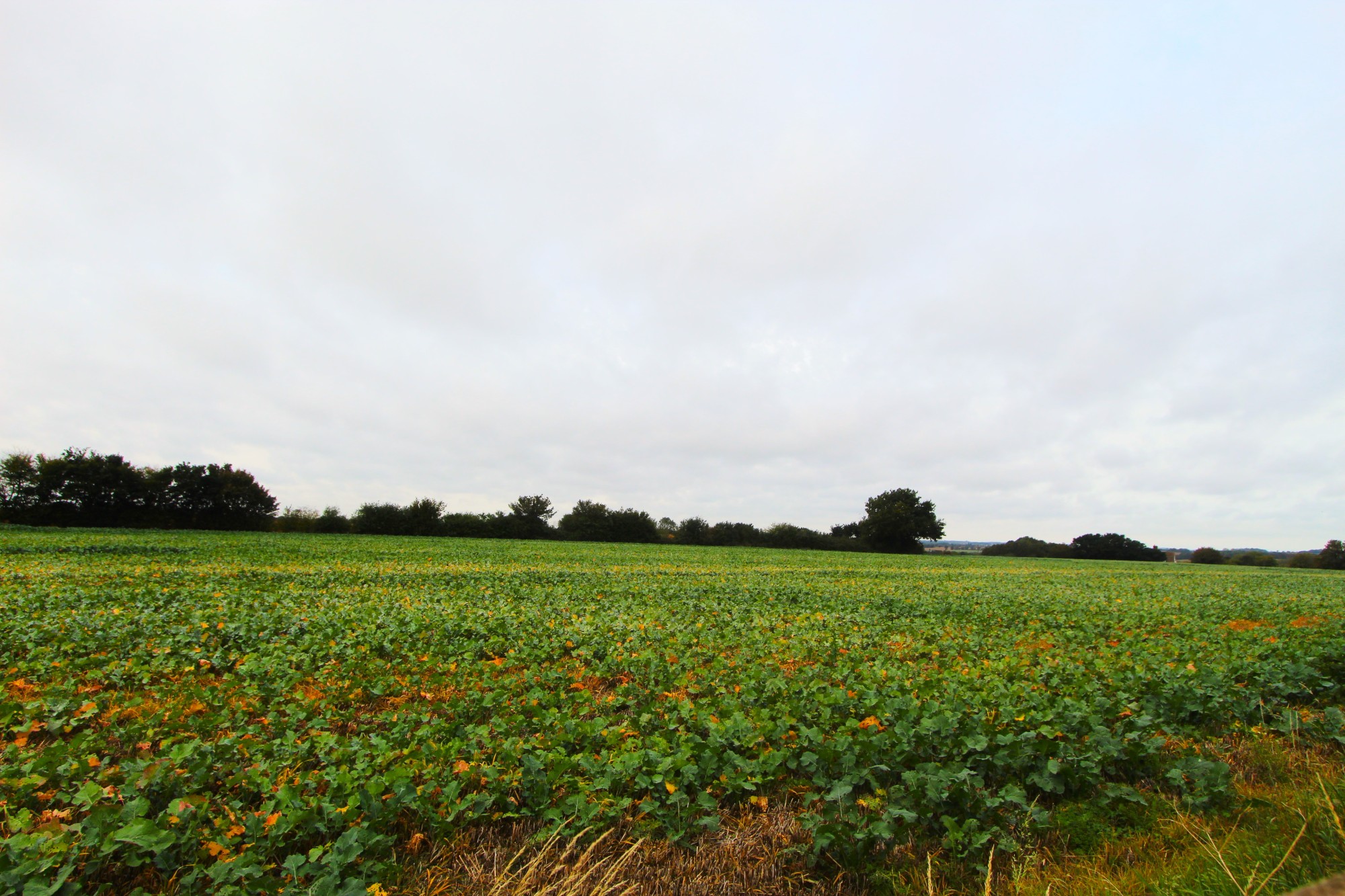 Field Views